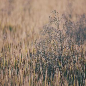 裸体歌舞XNXX裸体舞蹈视频
